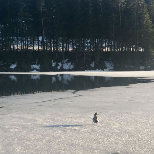 Ente auf der Eisdecke Hubertussee